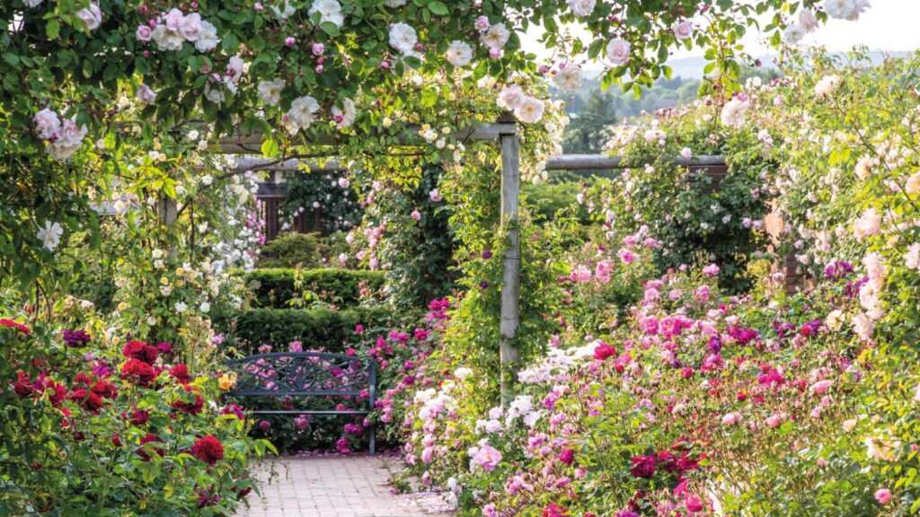David Austen Roses in a Garden Flanked by Ramblers