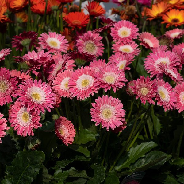 Gerbera ‘Garvinea Sweet Memories’ 3L 5023242381664