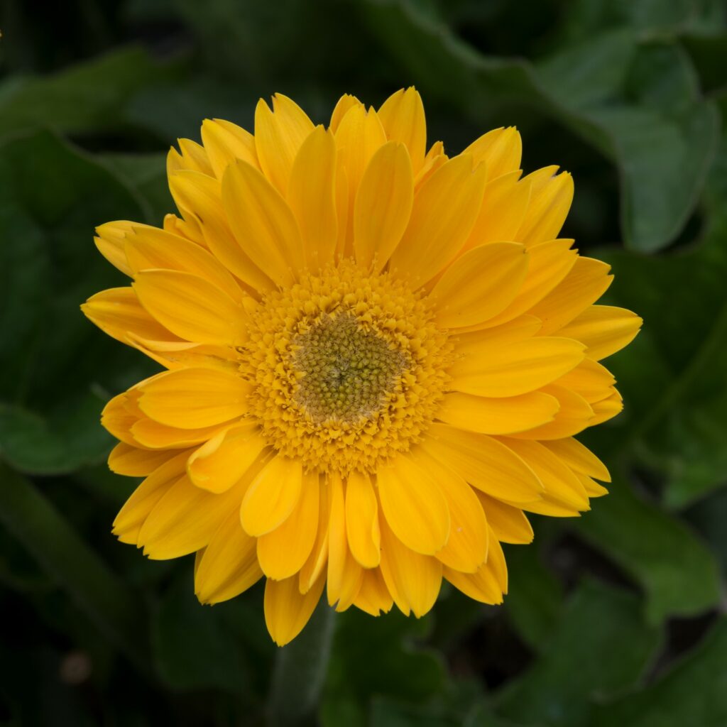 Gerbera ‘Garvinea Sweet Smile’ 3L 5023242381671