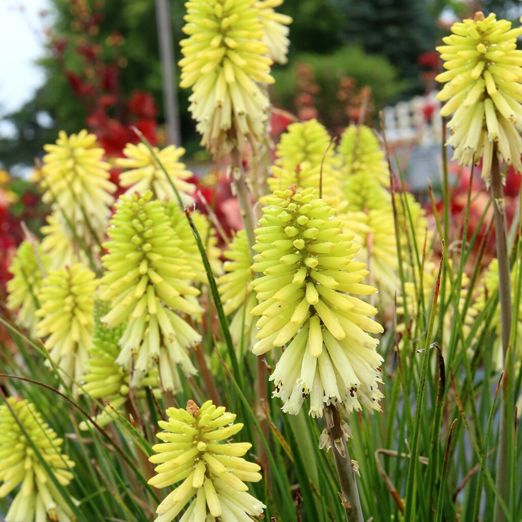 Kniphofia ‘Poco Citron’ 2L 5023242381121