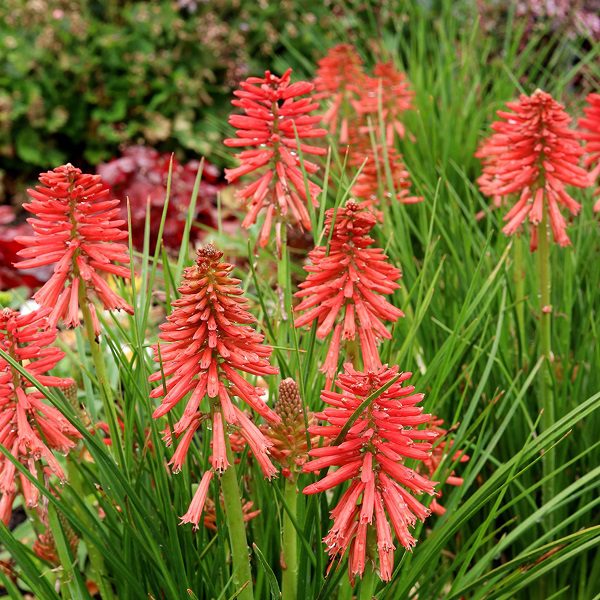 Kniphofia ‘Poco Red’ 2L 5023242381145