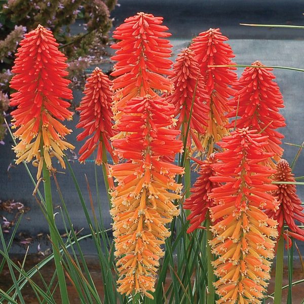 Kniphofia ‘Poco Sunset’ 2L 5023242381152