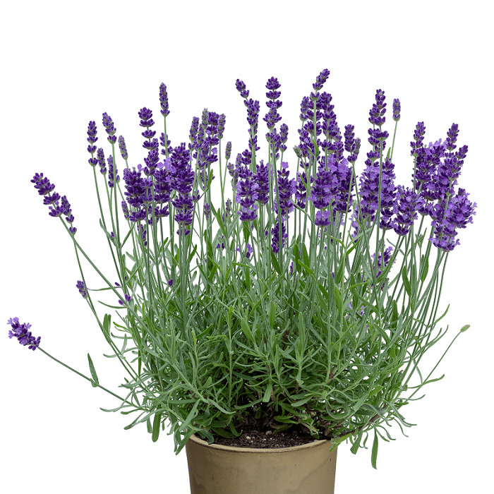 Lavandula angustifolia ‘Beezee Dark Blue’ 2L 5023242374451
