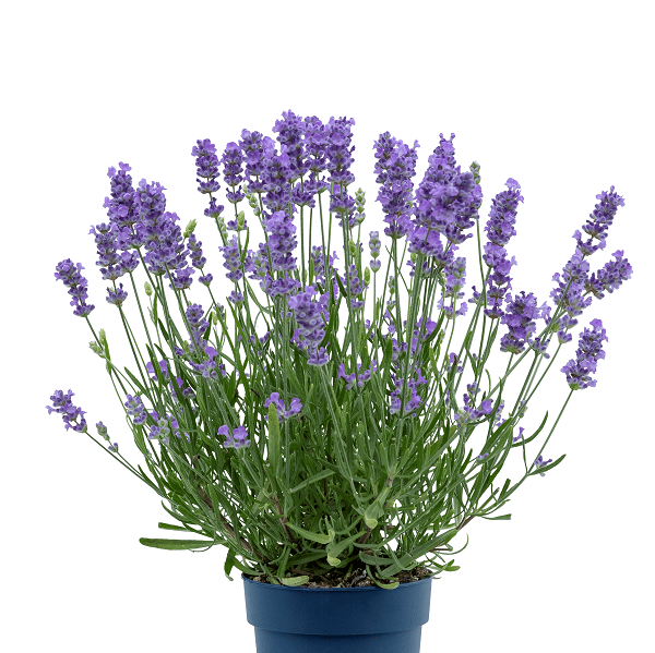 Lavandula angustifolia ‘Beezee Light Blue’ 2L 5023242374444
