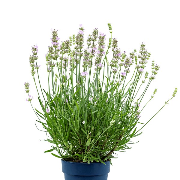 Lavandula angustifolia ‘Beezee Pink’ 2L 5023242374468