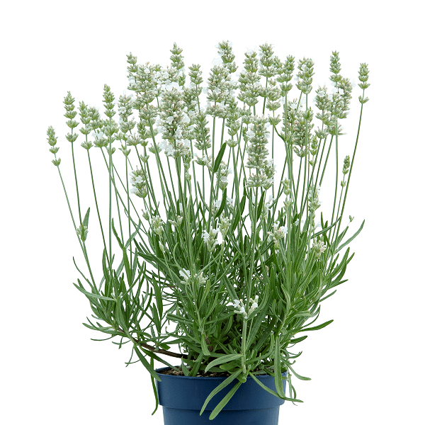 Lavandula angustifolia ‘Beezee White’ 2L 5023242374475