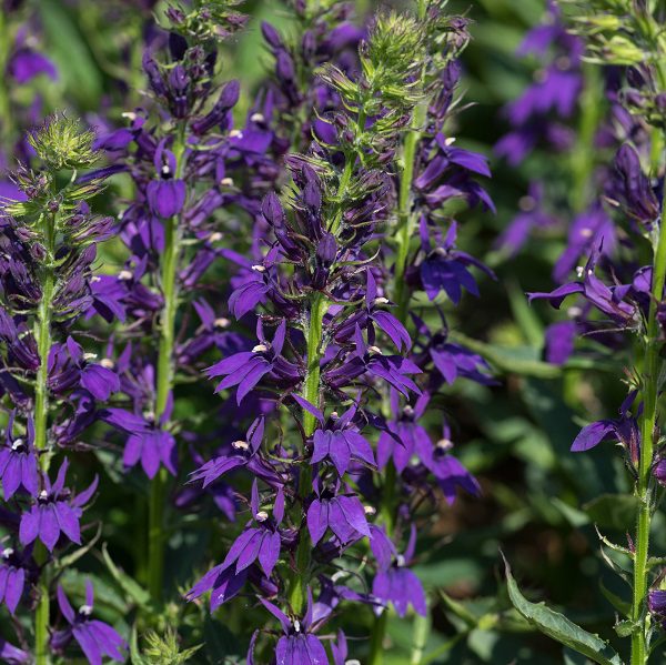 Lobelia speciosa ‘Starship Blue’ 3L 5023242388434