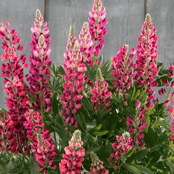 Lupinus polyphyllus ‘Legendary Red Shades’ 3L 5023242384375