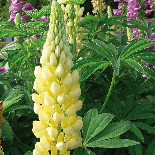 Lupinus polyphyllus ‘Legendary Yellow Shades’ 3L 5023242384399