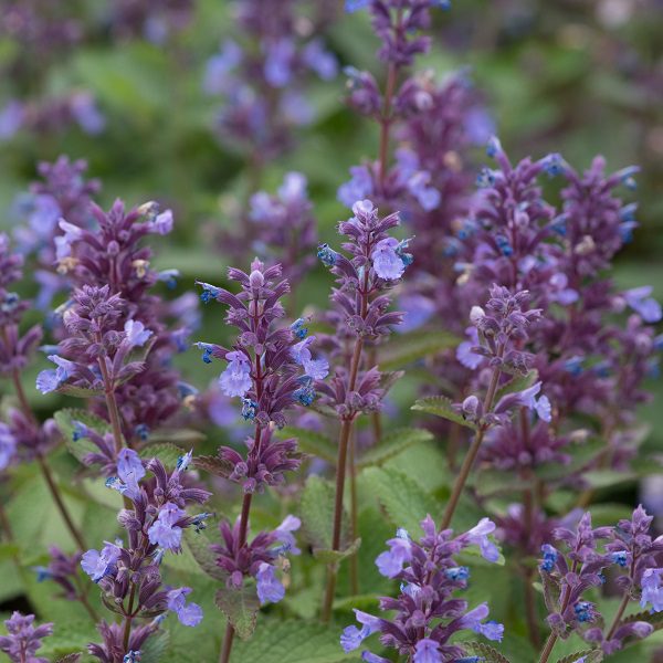 Nepeta faassenii ‘Whispurr Blue’ 3L 5023242384320