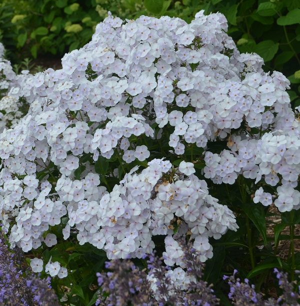 Phlox paniculata ‘Fashionably Early Crystal’ 3L 5023242384337
