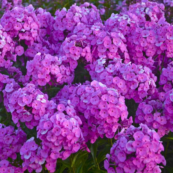 Phlox paniculata ‘Fashionably Early Flamingo’ 3L 5023242384351