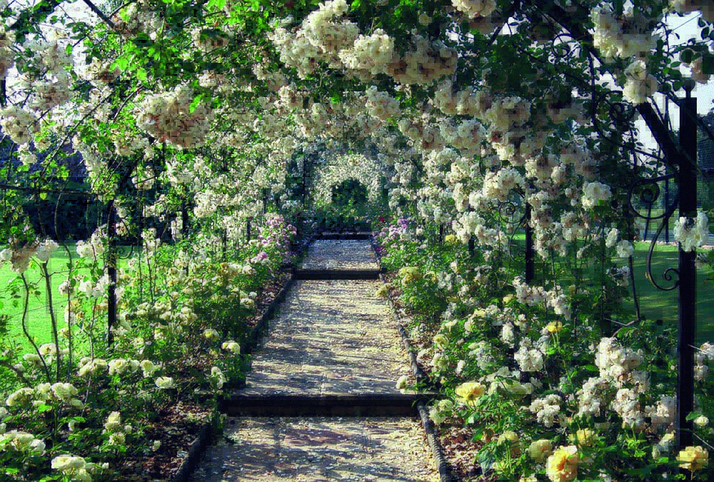 Rosa Adelaide d'Orleans grown over arches
