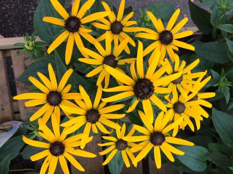 Rudbeckia | Plant Profile
