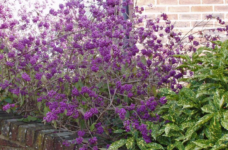 Callicarpa 'Profusion’ | Plant Profile