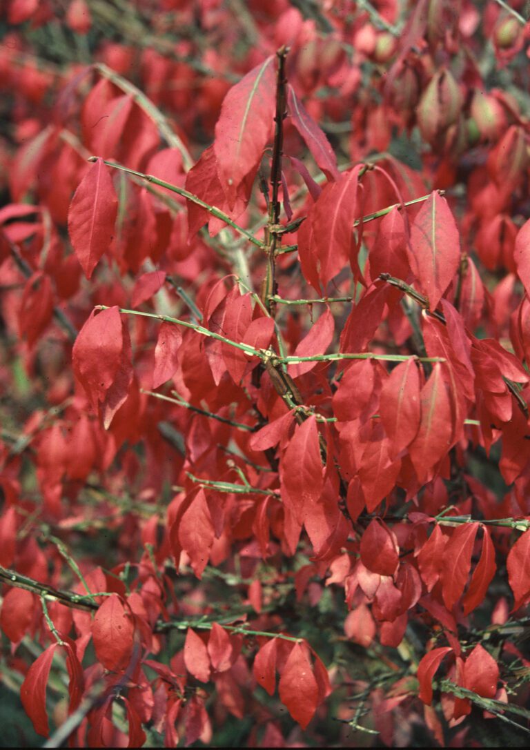Euonymus alatus | Plant Profile