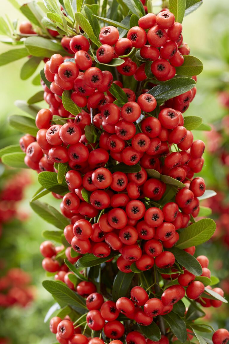 Discover: Autumn Berries