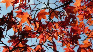 autumn leaves in the garden