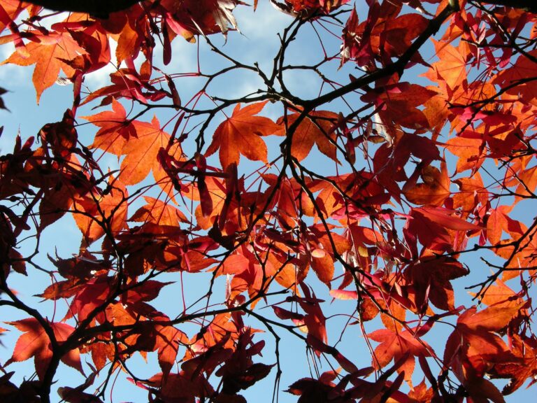 autumn leaves in the garden