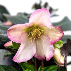 Helleborus ‘Ice N Roses Rosalie’ 3L
