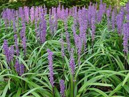 Liriope muscari ‘Ingwersen’ 2L 5023242319544