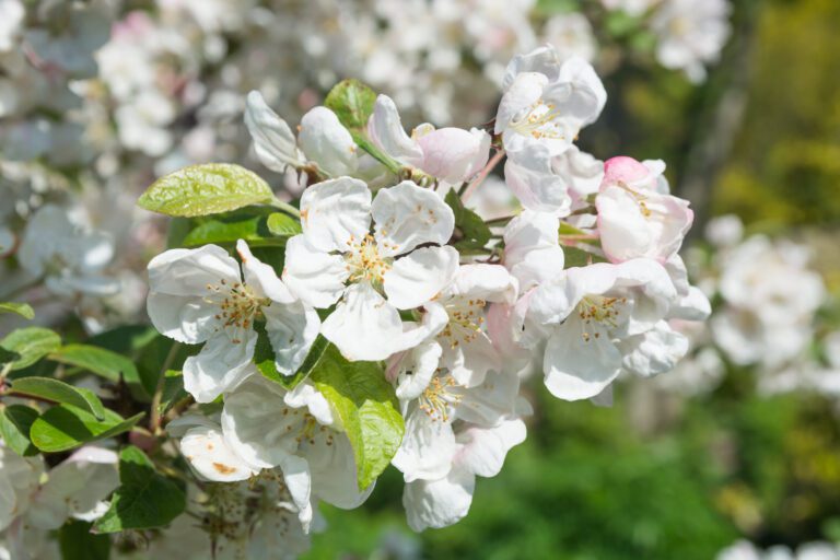 Our Four Favourite Malus Tree