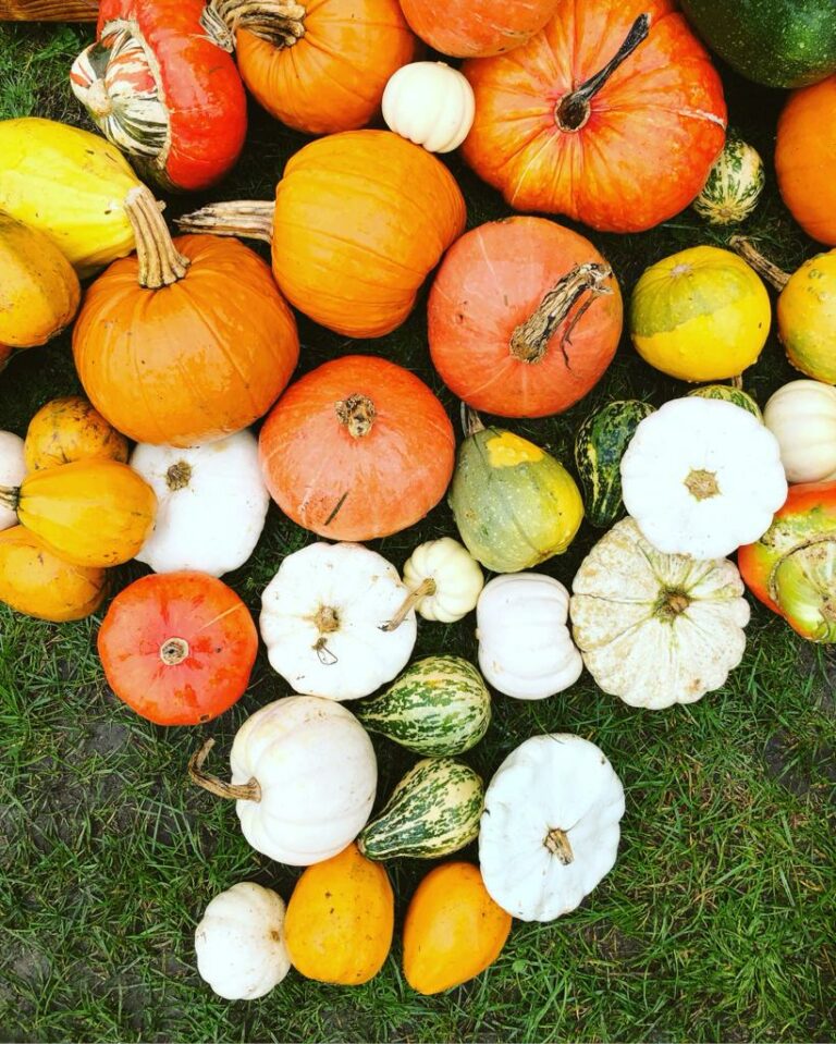 How to Grow and Use Pumpkins