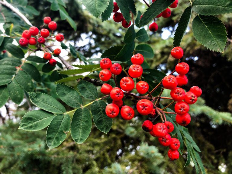 A Very Berry Christmas