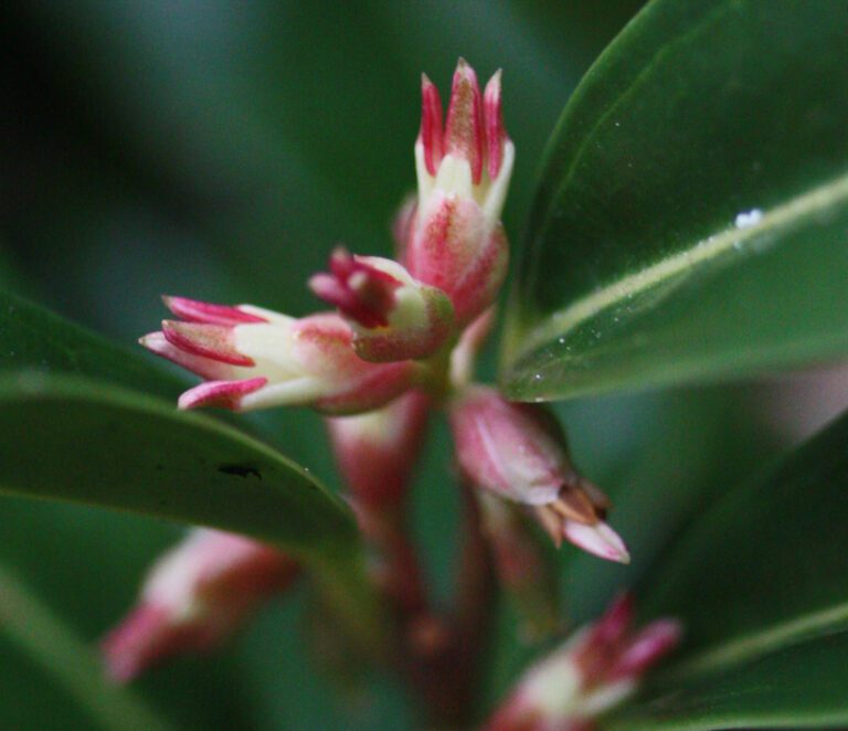 Sarcococca | Plant Profile