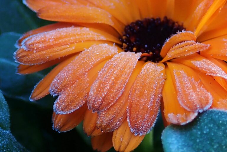 Best Plants to Survive a Frost