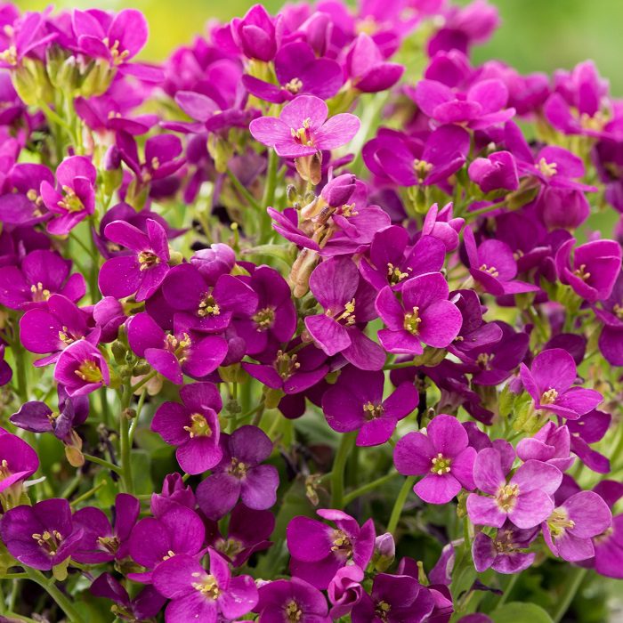Arabis caucasica ‘Aubris Deep Rose’ 2L 5023242391670 2