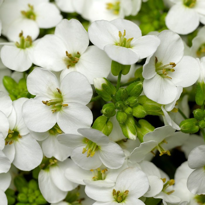 Arabis caucasica ‘Aubris White’ 2L 5023242391687 2