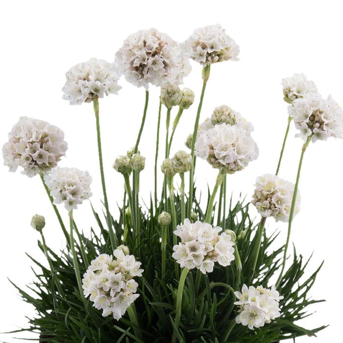 Armeria maritima ‘Abbey White’ 2L 5023242391632 2
