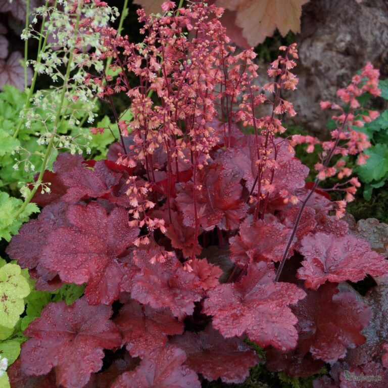 Heuchera | Plant Profile