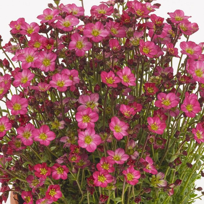 Saxifraga ‘Marto Hot Rose’ 2L 5023242391601 2