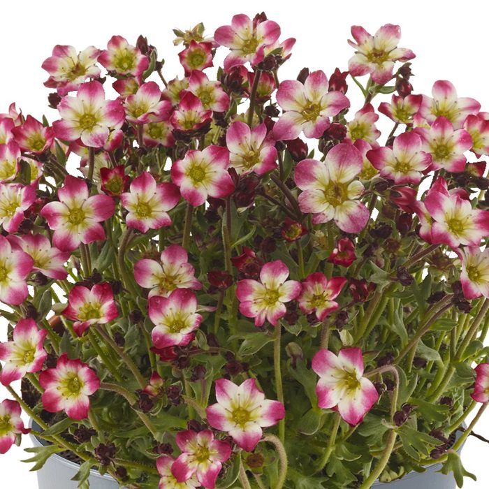 Saxifraga ‘Marto Picotee Red’ 2L 5023242391595 2