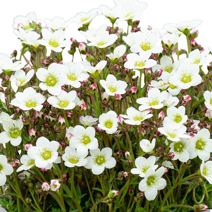Saxifraga ‘Marto White’ 2L 5023242391618 2