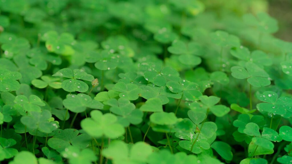 clover with water droplets 1920x1080