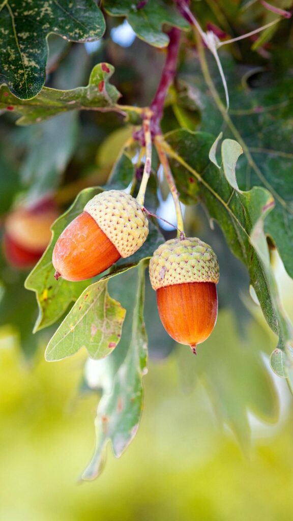 english oak acorns