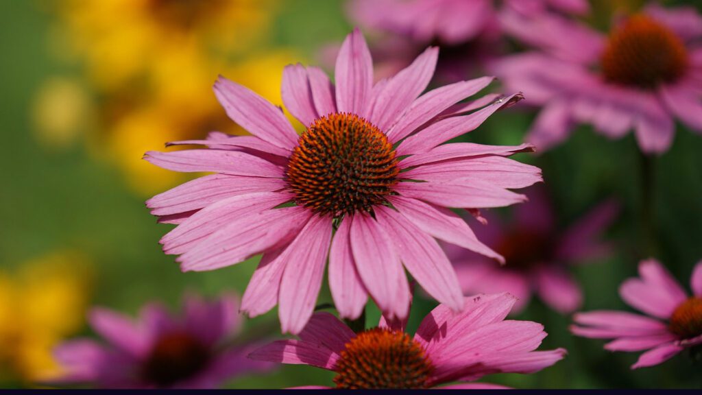 purple coneflower open