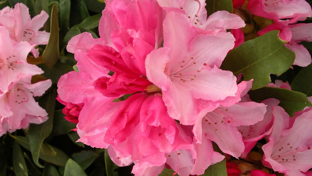 rhododendron