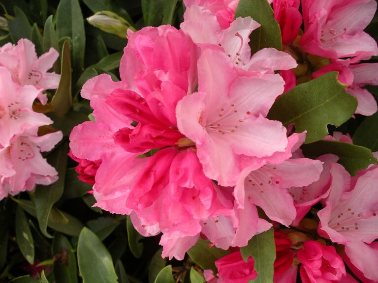 rhododendron