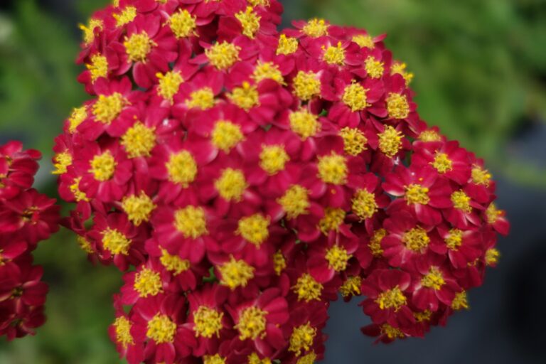 Best Plants for Hot & Sunny Areas