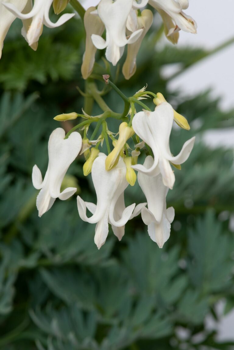 Dicentra 'Amore Titanium' | New Plant