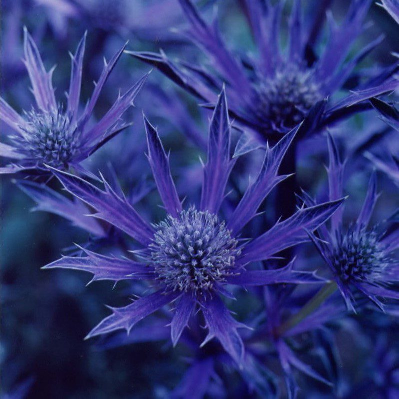 Eryngium bourgatii ‘Picos Amethyst’ 2L 5023242391175