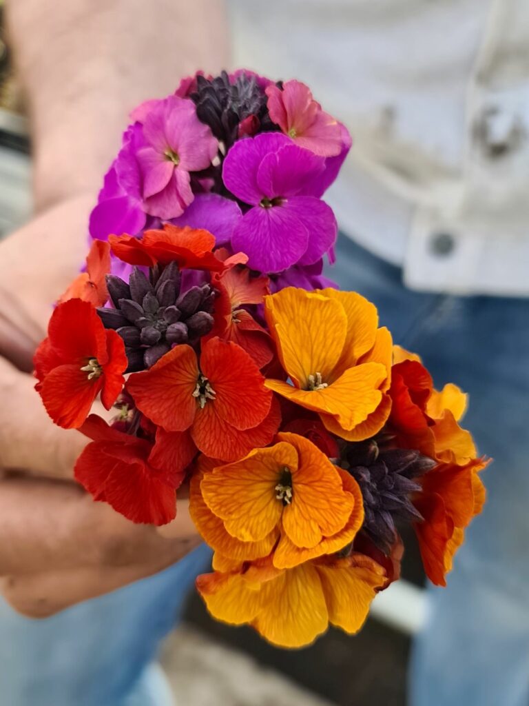 Erysimum ‘Colour Vibe’ Collection | New Plant