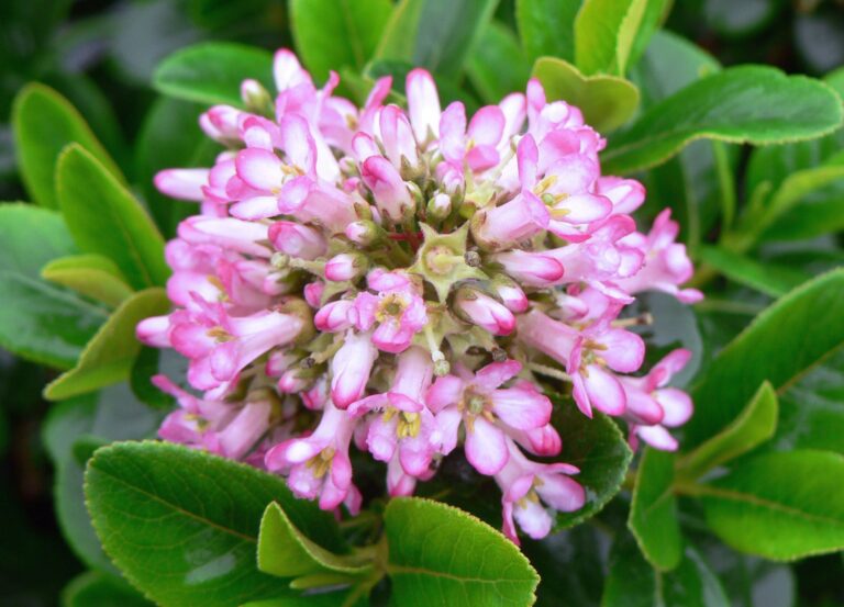 Best Plants for Clay Soil