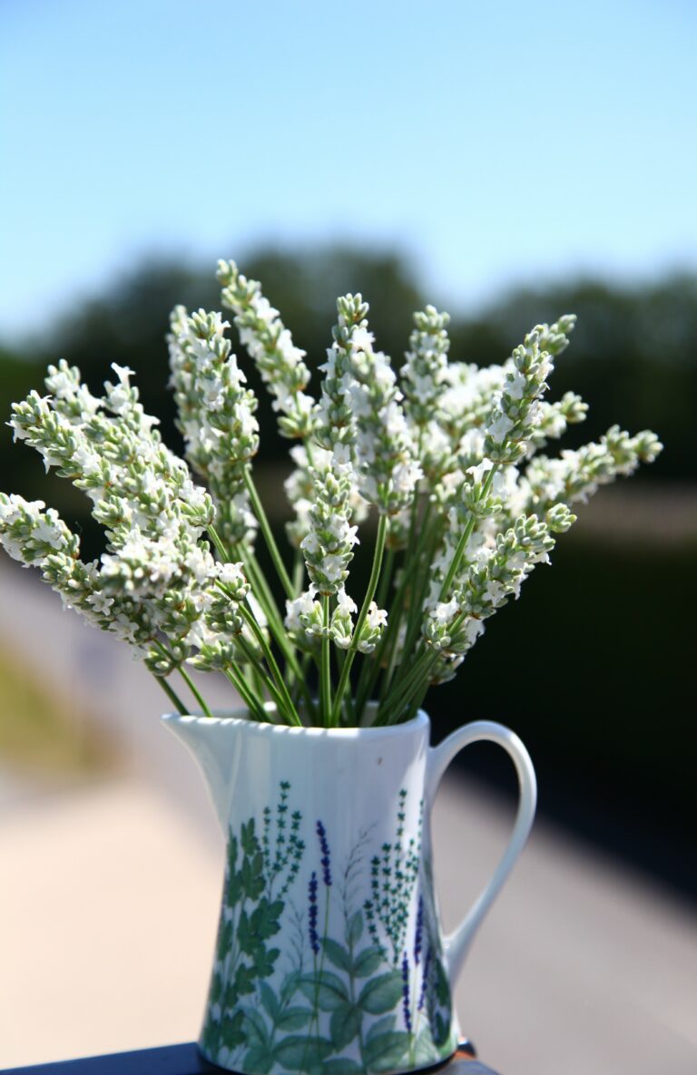 Lavandula x intermedia 'Exceptional' (hillav) | New Plant