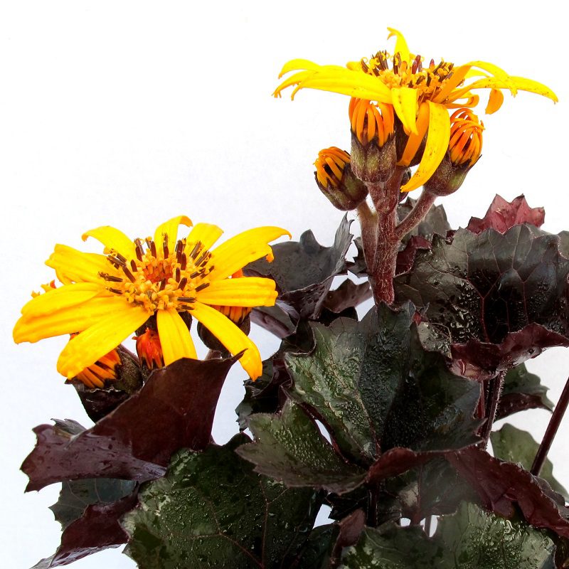 Ligularia dentata ‘Pandora’ 3L 5023242390697