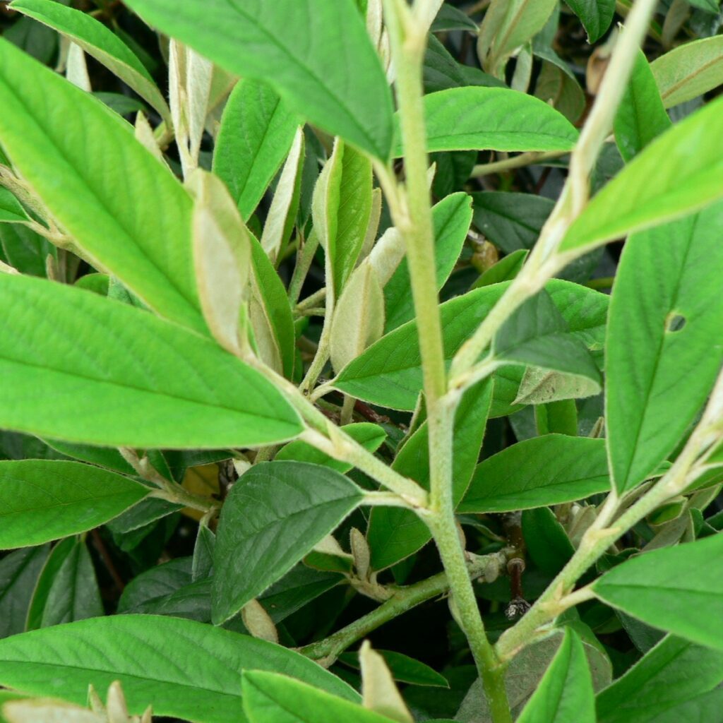 Cotoneaster ‘Rothschildianus’ 3L 5023242208305 2